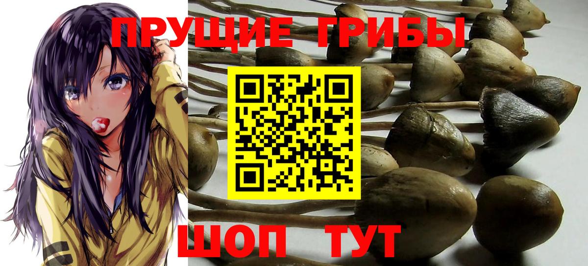 Псилоцибиновые грибы Psilocybe  Вход с VPN  Тосно 